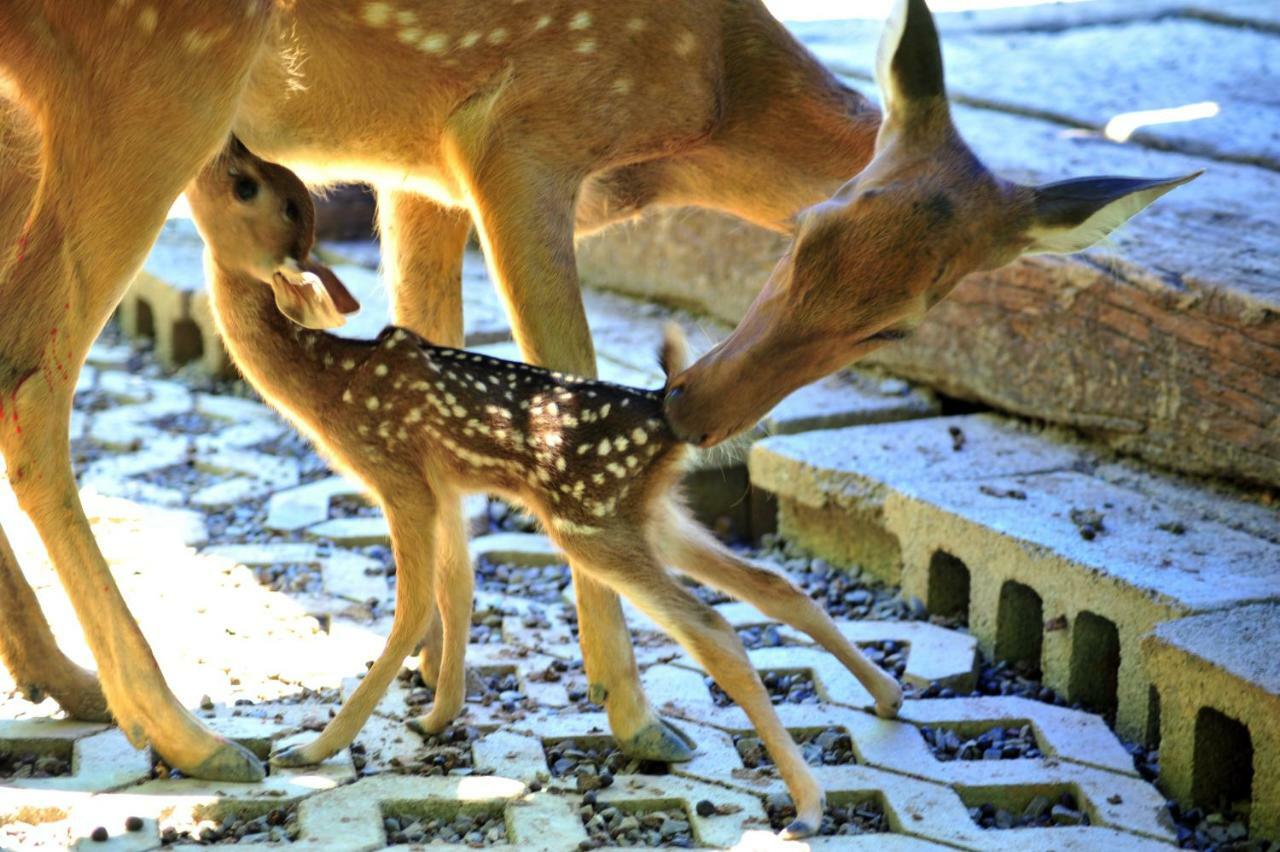 Howard Beach Resort Kenting Εξωτερικό φωτογραφία Deer