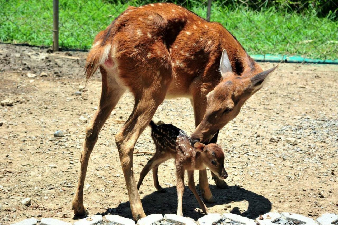 Howard Beach Resort Kenting Εξωτερικό φωτογραφία A sambar deer with its fawn