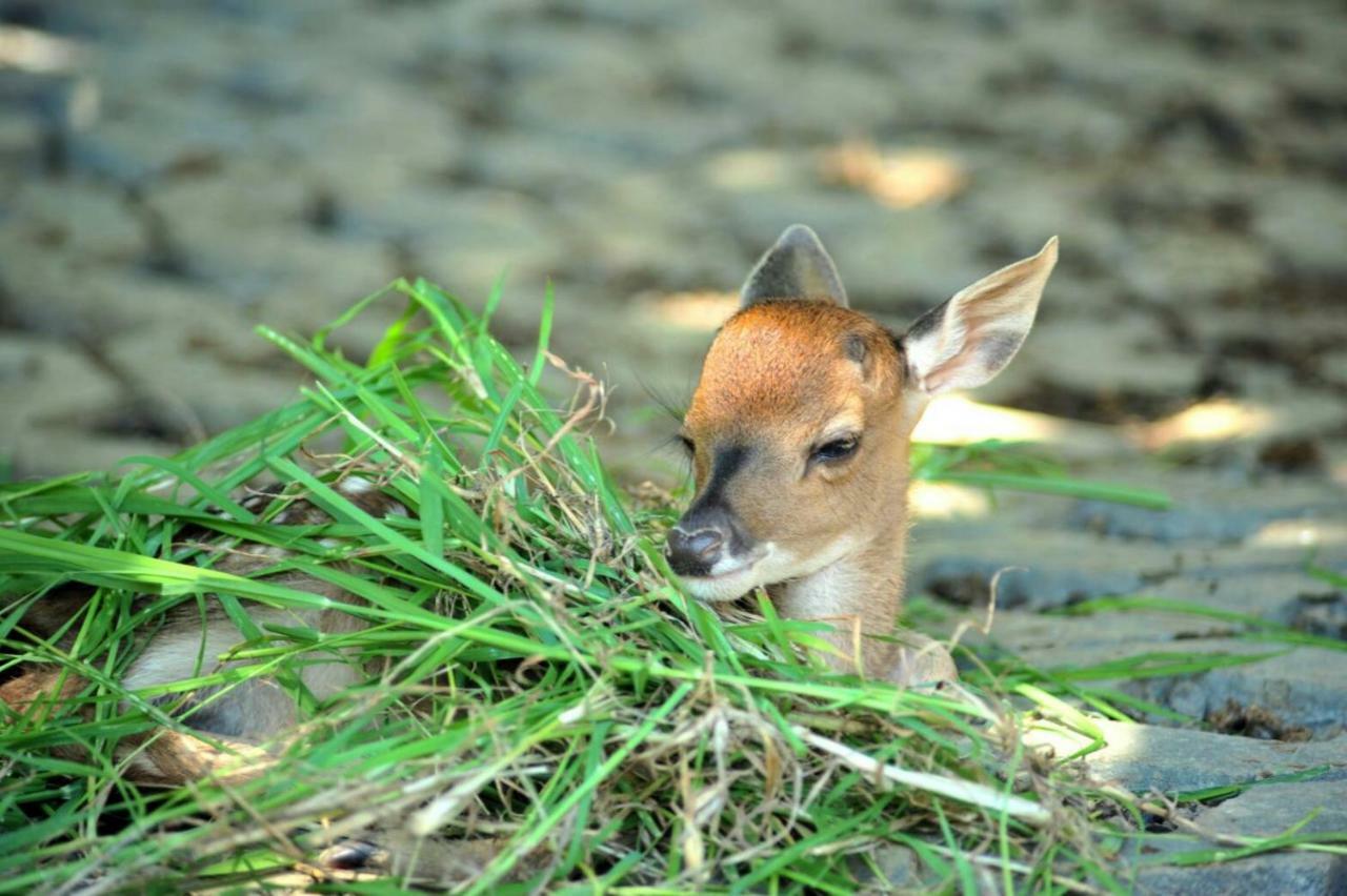 Howard Beach Resort Kenting Εξωτερικό φωτογραφία A young bison